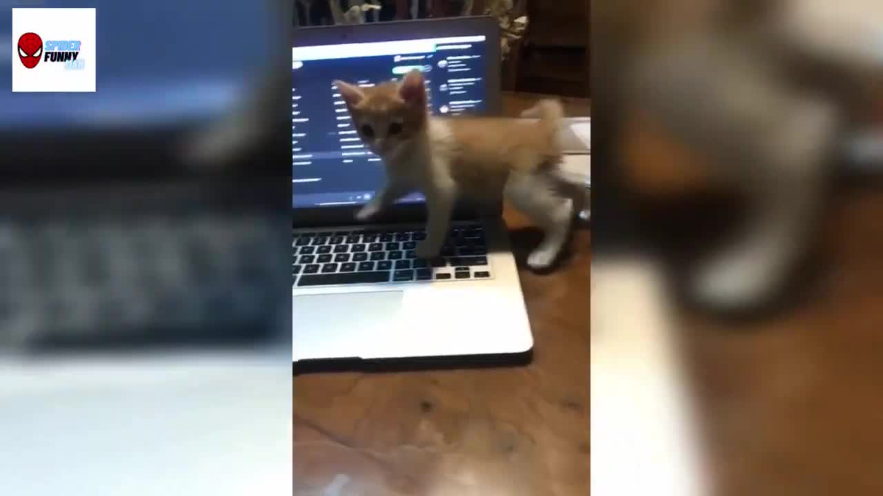 SO CUTE VIDEOS | CUTE ANIMALS AND BABYS