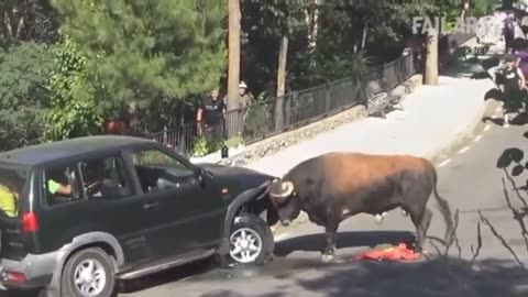 Funny animal