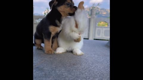 Amezing Friends 🤣 Animal Dog And Rabbit