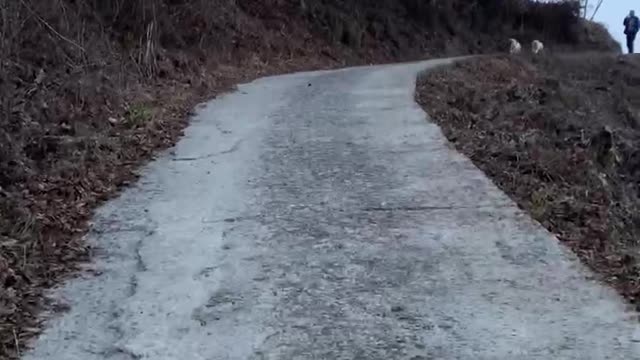a puppy coming out to meet