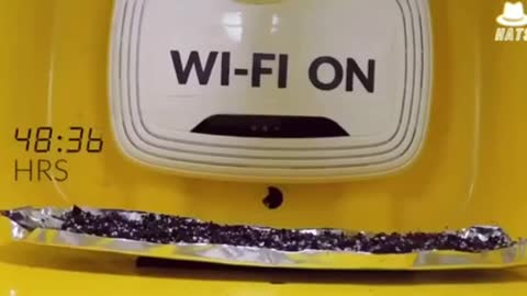 Experiment shows how dangerous wifi EMF frequency is when in close proximity to living organisms.