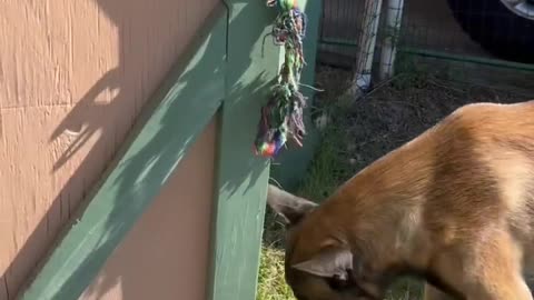 Dog Collects Eggs From Chicken Coop #dog #doglife #smartdog