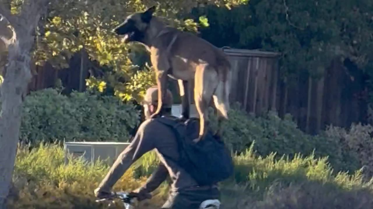 Dog Head and Shoulders Above his Owner