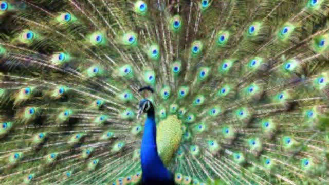 what a beautiful peacock we are seeing here.