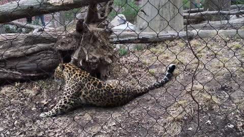 Only 19 of these Ultra Rare Amur Leopards are still Alive!