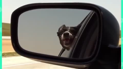 dog against car