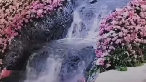 Pinky Wedding Decoration With WaterFall