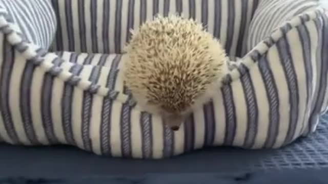 Cute Hedgehog First Person POV