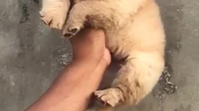 Dog so cuts and funny videos viral