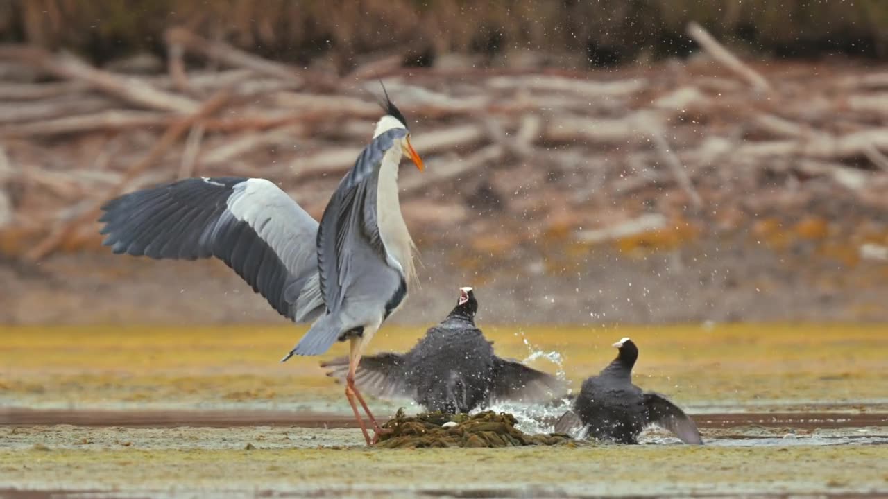 The Flamingo was caught off guard by the unexpected attack