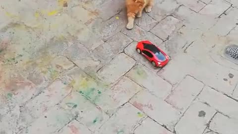 CUTE CATS PLAYING WITH TOY CAR ☺️😍