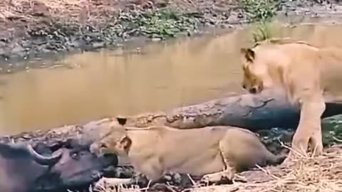 This will make you cry, lion attacked buffalo 🐃