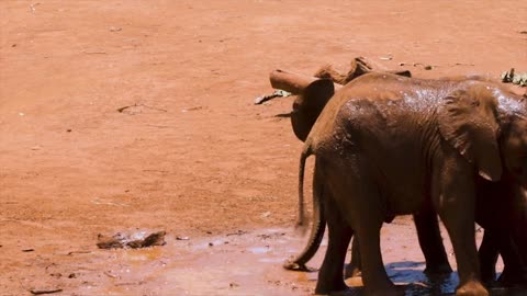 Baby elephants playing in the mud