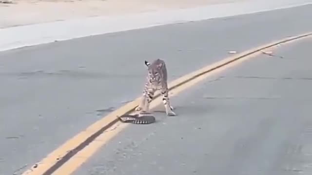 Cheetah vs snake fight 😱