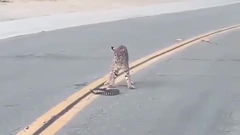 Cheetah vs snake fight 😱