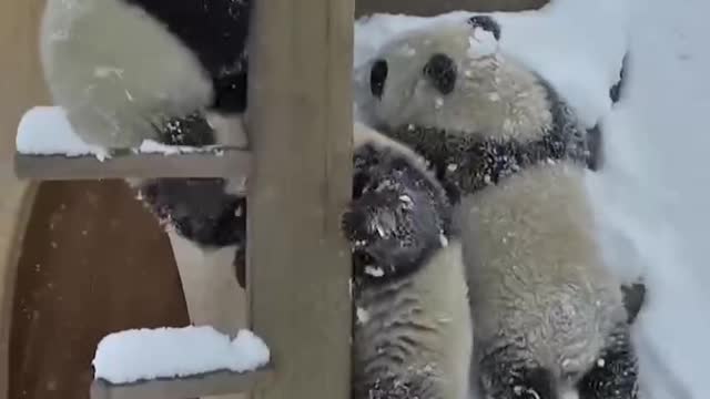 The Daily life of pandas