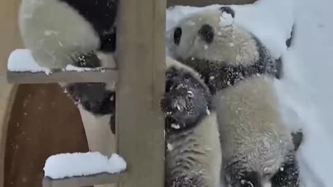 The Daily life of pandas