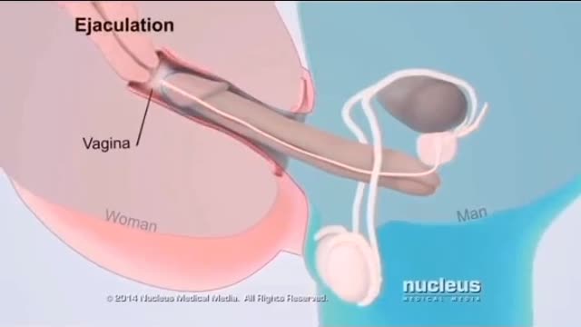 Process of sperm transmission