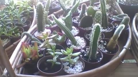 The cacti are on a wooden basket in the flower shop, it looks like a ship! [Nature & Animals]