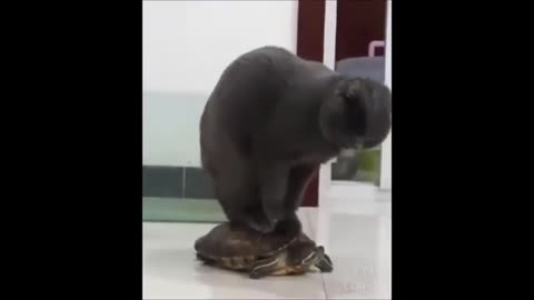 Funny animal video 😂