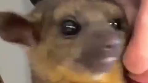 Showing my Kinkajou how pretty she is