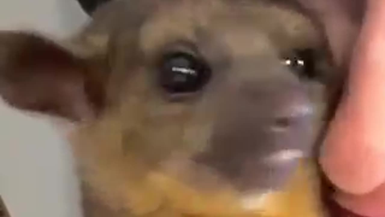 Showing my Kinkajou how pretty she is