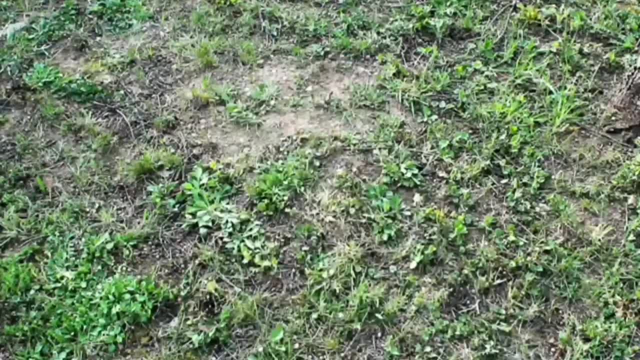 cute puppy pals