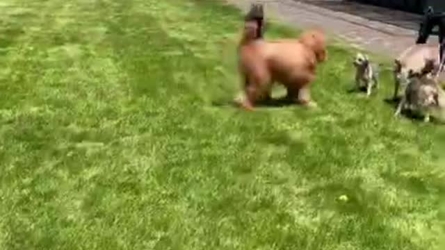 This is how my dog asks to go to the park!