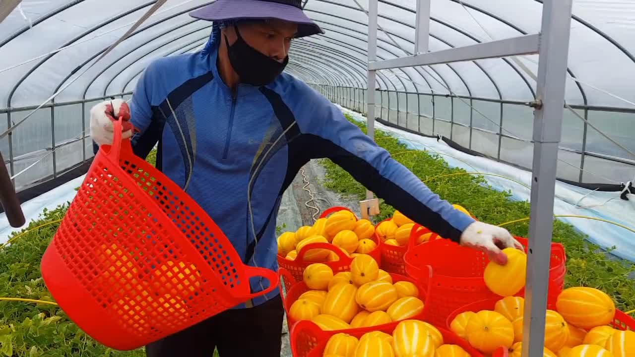 Korea Farm / Harvesting Chamoe in South korea