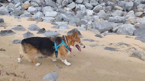 Sydney in the waves