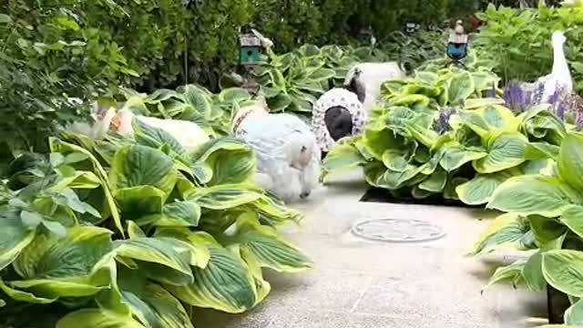 being cared for