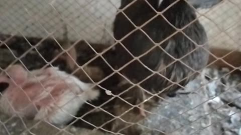 Lakka Pigeon
