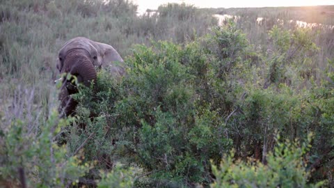 Elephant eating from a tree in Kruger National Park South Africa