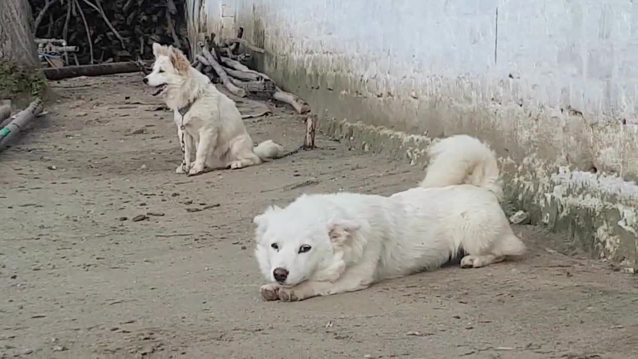 Beautiful and friendly Russian dogs
