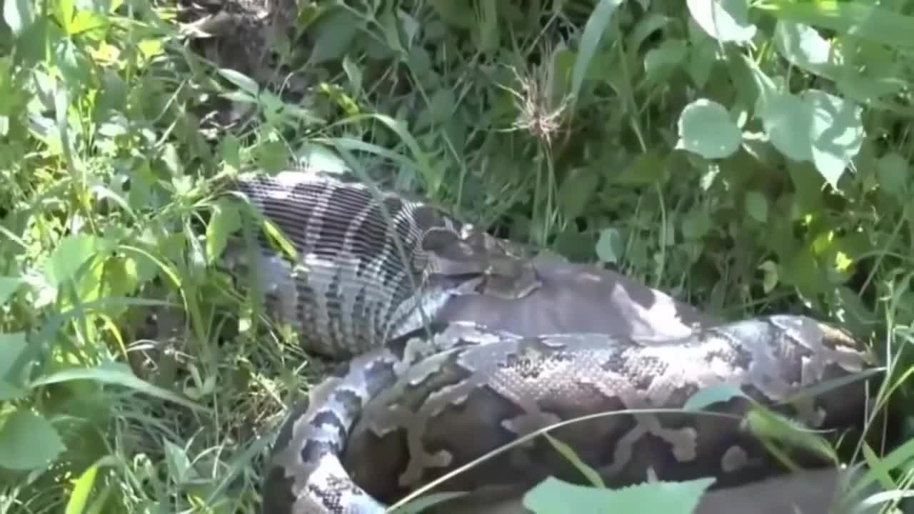 Python Snake Kill and Swallow Deer