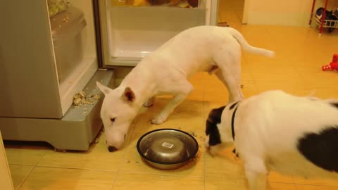 Funny Hungry Dogs Steal Food from Refrigerator and Eating It