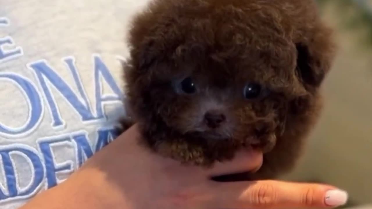 Cute white miniteacup Pomeranian puppy