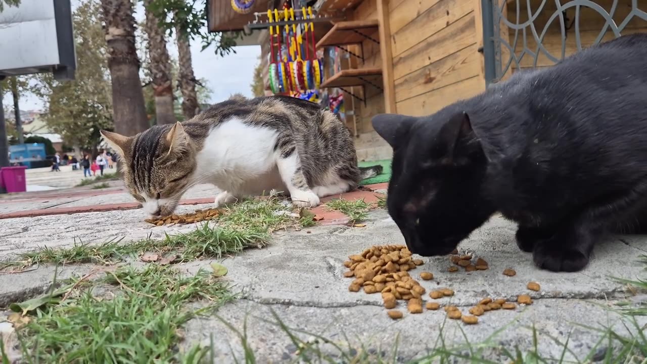 A stray cat constantly meowing from hunger