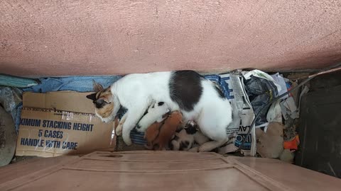 A stray cat entered my home and gave birth 4 kittens