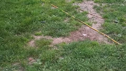 Cane Corso AKC Female Pups Available!! Warhammer Cane Corso