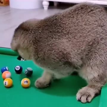 Cat plays pool.