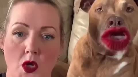 Funny Dogs - Cute and Funny Dog Videos