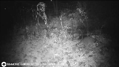 Backyard Trail Cam - Raccoon