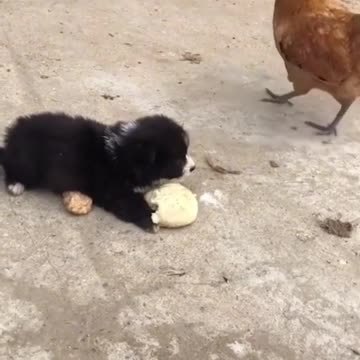 Cute Animals - Funny Animal Videos - Cute Animal Videos - So Cute Dog 5 😘 #shorts