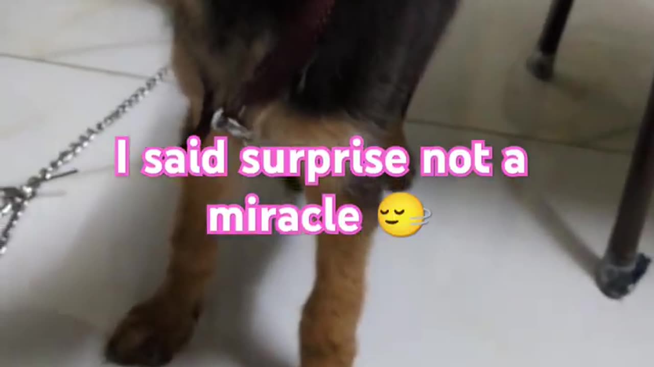 our dog need miracles #doglover #dog #germanshepherd #cat #catlover #viral #shorts #trending #funny