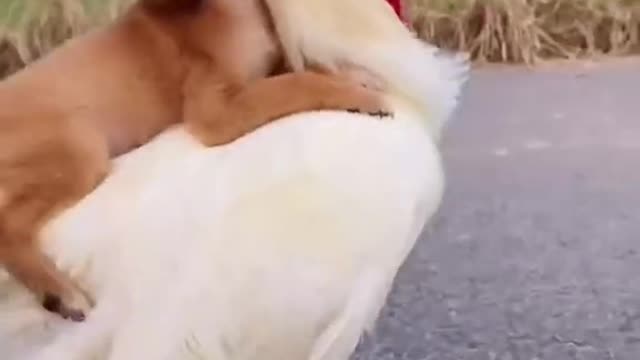 dog funny #shorts 2022🐶🐶🐶🐶🐶🐶🐶