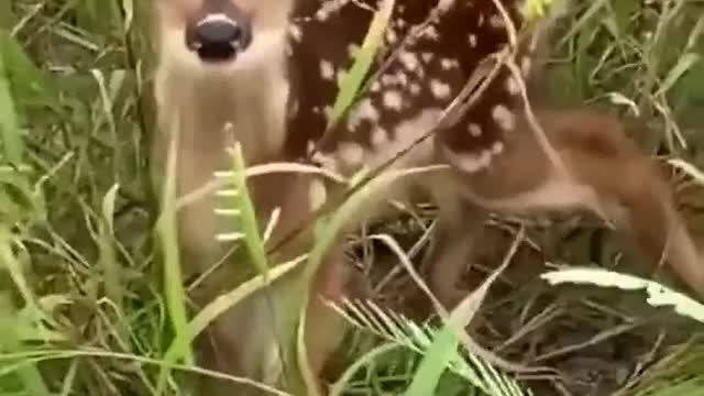 Deer bring beautiful fawns from the green forest to share apples
