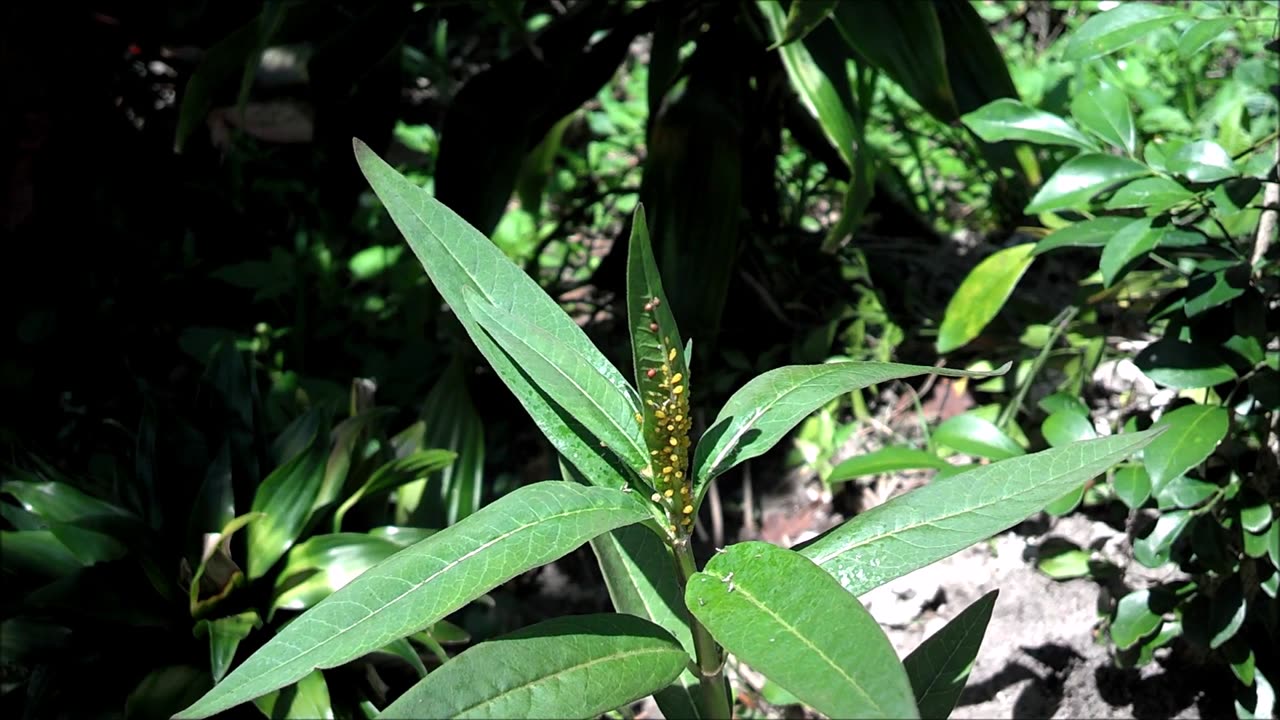 Milkweed butterfly host plant attacked by Aphids time lapse video.