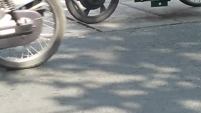 The dog waits for the owner