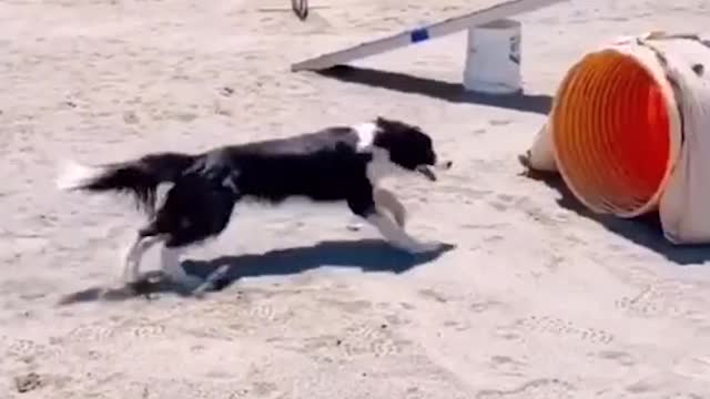 Funny Dog Running Obstacle Course With Amazing Speed!